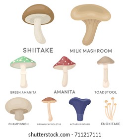 Mushroom set icons in cartoon style. Big collection of mushroom vector symbol stock illustration