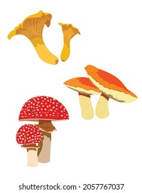 Mushroom set isolated with chanterelle, 
russula, amanita