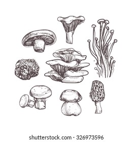 Mushroom set on white background