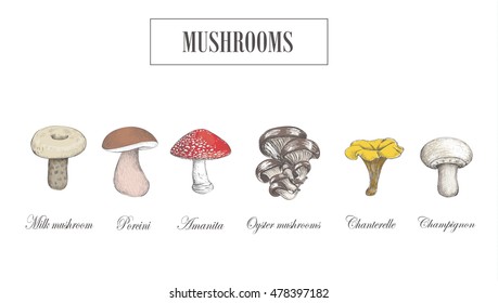  Mushroom set. Porcini. Milk mushroom, chanterelle mushroom, oyster mushroom, Champignon, amanita. Autumn set collection mushroom color vector illustration.