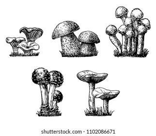 Mushroom set sketch. Mushroom hand drawn sketch vector illustration, fresh organic food isolated on white.
