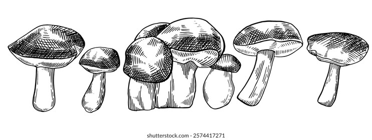 Mushroom set in sketch style. Mushrooms hand drawn set. Vector ink illustration.