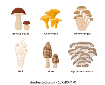 Conjunto de hongos de ilustraciones vectoriales en diseño plano aislado en fondo blanco. Cep, chanterelle, miel agaric, enoki, morel, setas de ostras comestibles hongos, elementos infográficos.