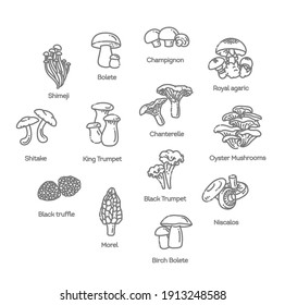 Mushroom set of vector illustrations in flat design