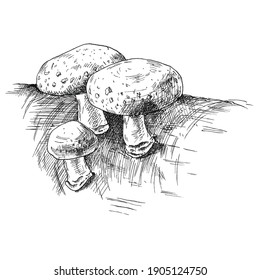 Mushroom shiitake growing in wildlife. Vintage vector monochrome hatching illustration isolated on white background. Hand drawn design element for label, poster and web