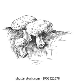 Mushroom shiitake growing in wildlife. Vintage vector monochrome hatching illustration