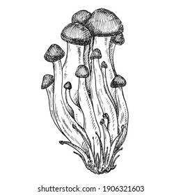 Mushroom shimeji. Vintage vector monochrome hatching illustration isolated