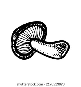 Mushroom sketch bundle. Poisonous mushroom hand drawn. Amanita sketch.