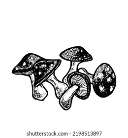 Mushroom sketch bundle. Poisonous mushrooms hand drawn. Amanitas sketches.