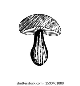 Similar Images, Stock Photos & Vectors of mushroom drawing - 54543370