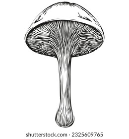 Mushroom sketch illustration, black and white engraving vector sketching fungus