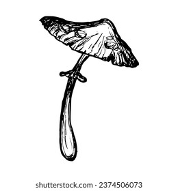 Mushroom sketch isolated. Hand-drawn agaric. Outline scribble of wild mushroom. Vector illustration.