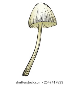 Mushroom in sketch style colored. Vintage style. Isolated on white background. Hand drawn. Vector image. Great for various magical designs