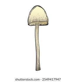 Mushroom in sketch style colored. Vintage style. Isolated on white background. Hand drawn. Vector image. Great for various magical designs