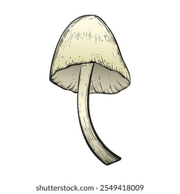 Mushroom in sketch style colored. Vintage style. Isolated on white background. Hand drawn. Vector image. Great for various magical designs