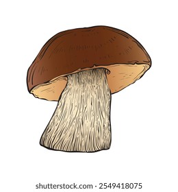 Mushroom in sketch style colored. Vintage style. Isolated on white background. Hand drawn. Vector image. Great for various magical designs