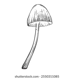 Mushroom in sketch style. Vintage style. Isolated on white background. Hand drawn. Vector image. Great for various magical designs.