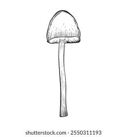 Mushroom in sketch style. Vintage style. Isolated on white background. Hand drawn. Vector image. Great for various magical designs.