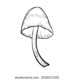 Mushroom in sketch style. Vintage style. Isolated on white background. Hand drawn. Vector image. Great for various magical designs.