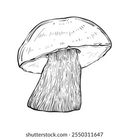 Mushroom in sketch style. Vintage style. Isolated on white background. Hand drawn. Vector image. Great for various magical designs.