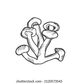 Mushroom sketch vector illustration. Mushroom honey agaric, fresh organic food isolated on white.