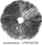 Mushroom Spore Print Vector - Psilocybe Cubensis 2