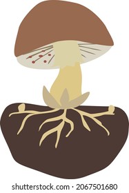 Pilz mit Sporen und Wurzeln, zeigt wie er wächst und sich entwickelt, Vektorgrafik, einzeln auf weißem Hintergrund