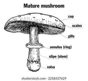 Mushroom structure. Mushroom anatomy. Biology diagram. Structure parts, cap, skirt, spores, ring, lamella, pileus, stem, gills volva, mycelium, hyphae, fungus. Toadstool, mush room diagram. Vector