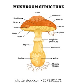 Mushroom structure parts, body anatomy of fungus diagram poster design, labeled scales, zonations, areole, cap, spores, skirt, ring, stripe, reticulum, volva, wrats, striations, tubes, teeth.