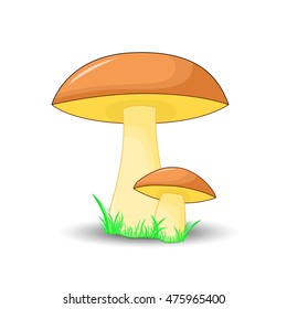mushroom suillus surround isolated on white background with grass