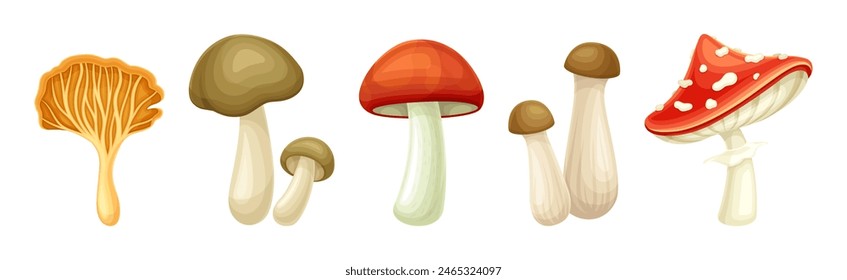 Mushroom or Toadstool as Fleshy, Spore-bearing Fruiting Body Vector Set