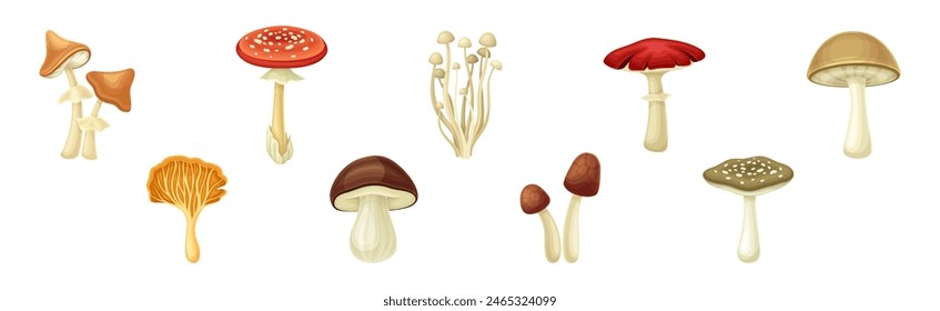 Mushroom or Toadstool as Fleshy, Spore-bearing Fruiting Body Vector Set