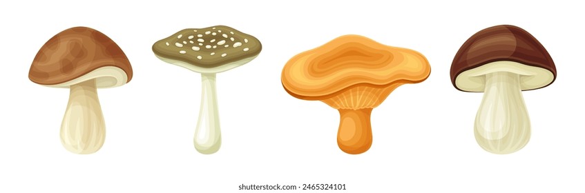 Mushroom or Toadstool as Fleshy, Spore-bearing Fruiting Body Vector Set