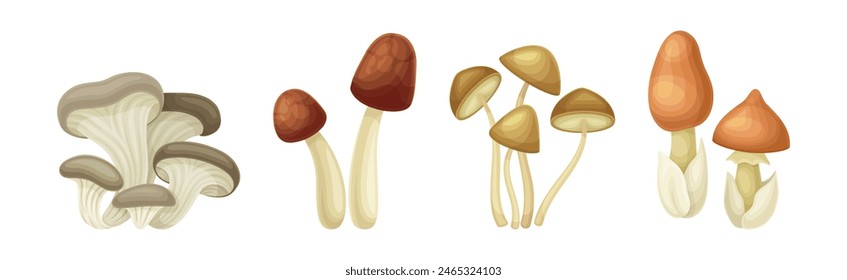 Mushroom or Toadstool as Fleshy, Spore-bearing Fruiting Body Vector Set