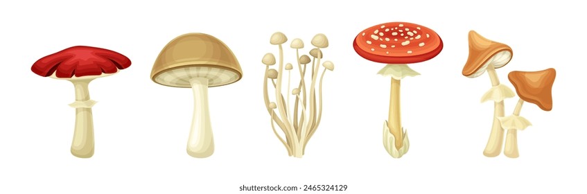 Mushroom or Toadstool as Fleshy, Spore-bearing Fruiting Body Vector Set