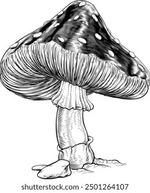 A mushroom or toadstool Fly Agaric Amanita Muscaria illustration in a vintage woodcut style