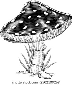 A mushroom or toadstool Fly Agaric Amanita Muscaria illustration in a vintage woodcut style