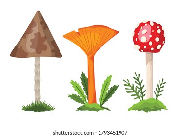 Mushroom and toadstool. Illustration of the