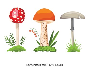 Mushroom and toadstool. Illustration of the different types of mushrooms on a white background. Colorful forest wild collection of assorted edible mushrooms and toadstools