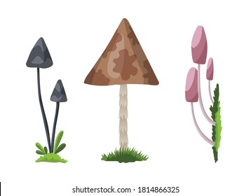 Mushroom and toadstool. Illustration of the different types of mushrooms on a white background. Colorful forest wild collection of assorted edible mushrooms and toadstools