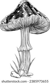Mushroom or toadstool original illustration drawing in a vintage engraved woodcut etching style