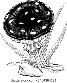 Mushroom or toadstool original illustration drawing in a vintage engraved woodcut etching style