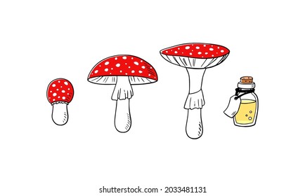 Mushroom vector cartoon illustration. Amanita muscaria fly agaric set. Medicinal poisonous plant, magic toxic mushroom with elixir bottle isolated on white background.