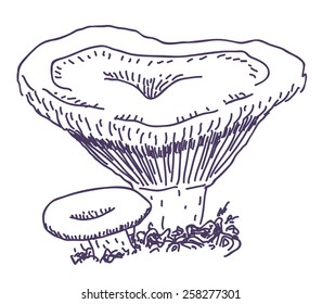 Mushroom vector drawing isolated on white background