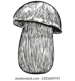 Mushroom vector drawing , sketch vintage style transparent background sketching fungus