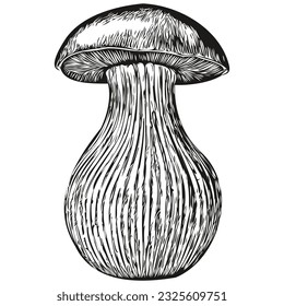 Mushroom vector drawing , sketch vintage style transparent background linear fungus