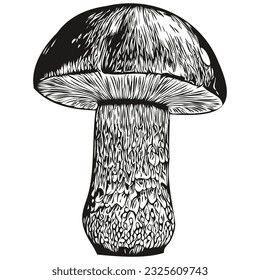 Mushroom vector graphics, hand drawn pencil line illustration