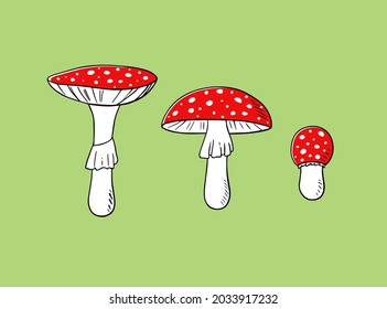 Mushroom vector hand drawn cartoon illustration. Amanita muscaria fly agaric set. Medicinal poisonous plant, magic toxic mushroom isolated on green background.