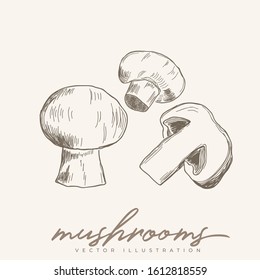 Mushroom vector hand drawn illustration