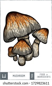 Mushroom Vector illustration - Hand drawn